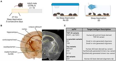Acute sleep deprivation in mice generates protein pathology consistent with neurodegenerative diseases